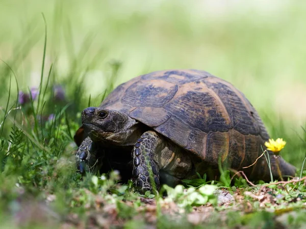 Spur Moorse schildpad uit natuurlijke habitat — Stockfoto