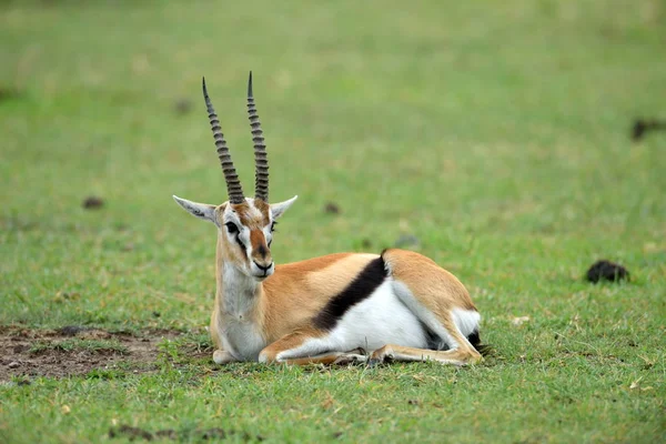 Impala no parque natural africano — Fotografia de Stock