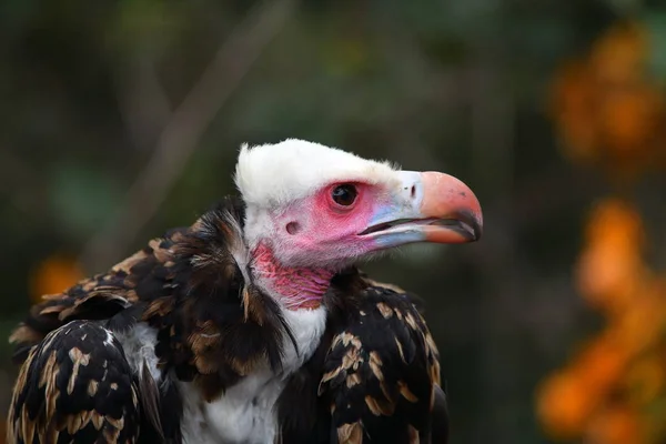 Whiteheaded vulture portrait — Stock Photo, Image