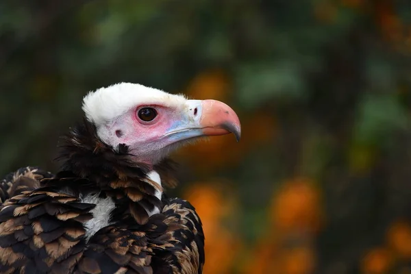 Whiteheaded vulture portrait — Stock Photo, Image