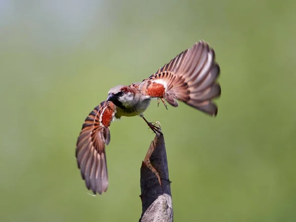 Sparrow in natural habitat — Stock Photo, Image