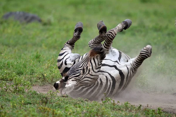 Zebra Serengeti Milli Parkı, Tanzanya, Doğu Afrika — Stok fotoğraf