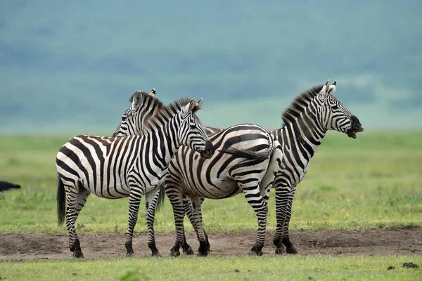 Zebras no Parque Nacional Serengeti — Fotografia de Stock