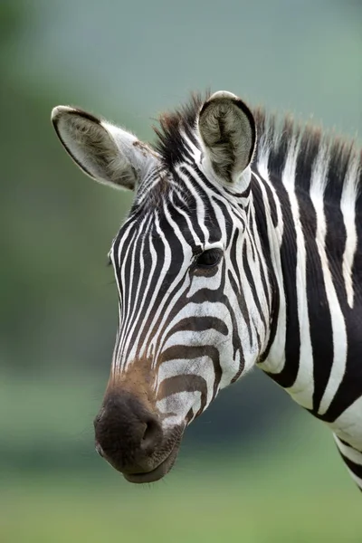 Zebra Serengeti Milli Parkı, Tanzanya, Doğu Afrika — Stok fotoğraf