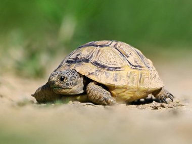 Mahmuz butlu kaplumbağa doğal ortamlarında
