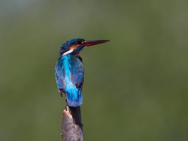  Kingfisher doğal ortamlarında