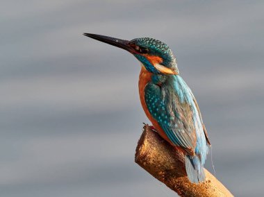  Kingfisher doğal ortamlarında