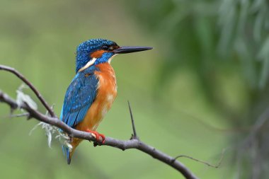  Kingfisher doğal ortamlarında