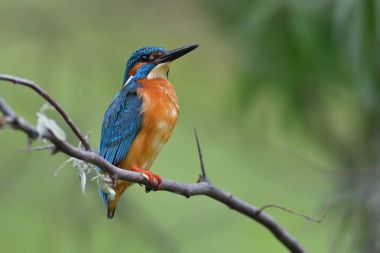  Kingfisher doğal ortamlarında