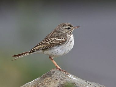 Doğal ortamlarında Berthelot'ın incir kuşu