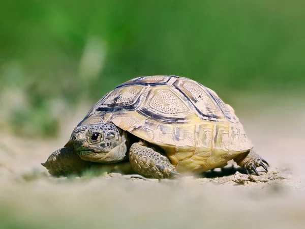 Espolvorear la tortuga muslo en hábitat natural — Foto de Stock