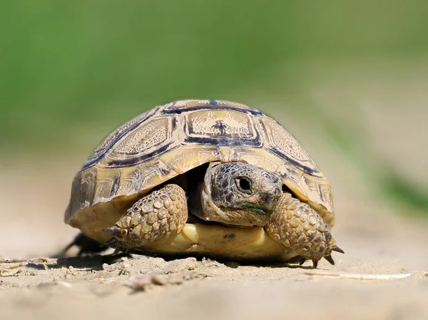 Čelní thighed želva v přirozeném prostředí — Stock fotografie