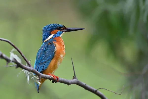 Kingfisher in natural habitat — Stock Photo, Image