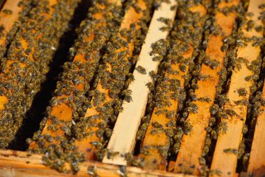 ahşap çerçeve üzerinde çalışma arılar