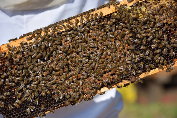 Рабочие пчелы на деревянных рамах — стоковое фото
