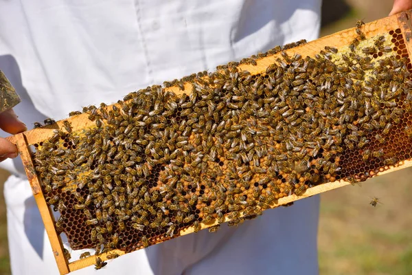 Beekeeper holding frame of honeycomb — Stock Photo, Image