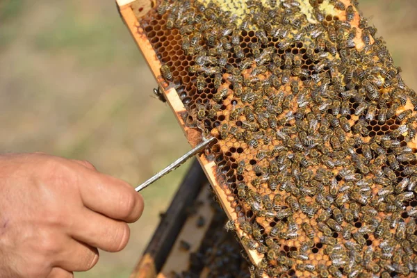 Apicultor segurando quadro de favo de mel — Fotografia de Stock