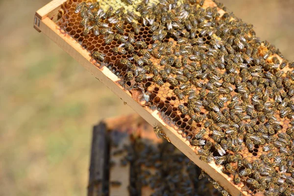 Рабочие пчелы на деревянных рамах — стоковое фото