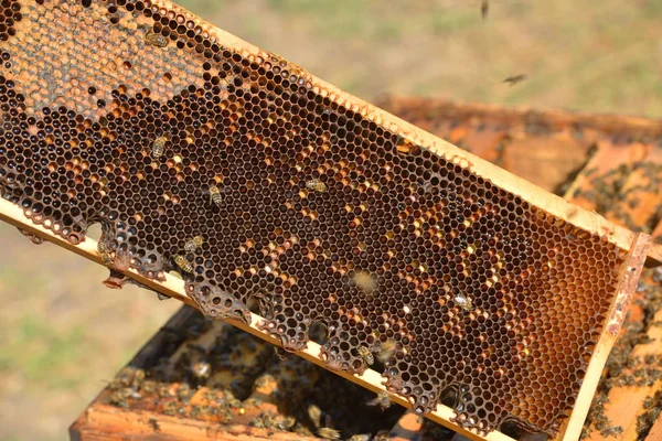 Working bees on wooden frames — Stock Photo, Image