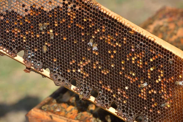 Abejas de trabajo en marcos de madera —  Fotos de Stock