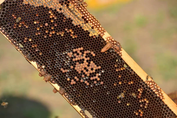 工作在木框上的蜜蜂 — 图库照片
