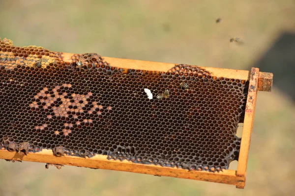Gruppo di api da lavoro su telai di legno — Foto Stock