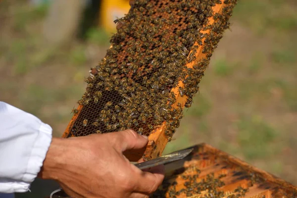 Apicultor sosteniendo marco de panal de abeja —  Fotos de Stock