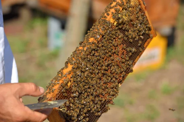 Beekeeper holding frame of honeycomb — Stock Photo, Image