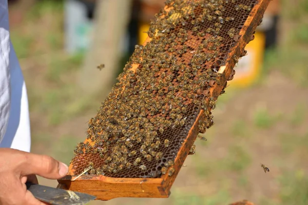 群工作在木框上的蜜蜂 — 图库照片