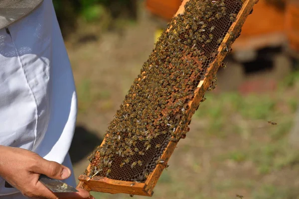 Бджоляр тримає раму медоносця з робочими бджолами — стокове фото