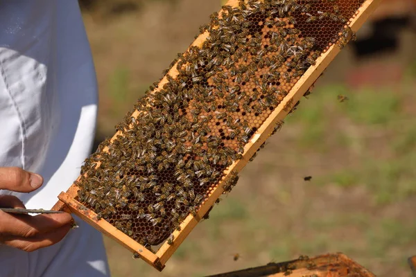 Beekeeper holding frame of honeycomb with working bees — Stock Photo, Image