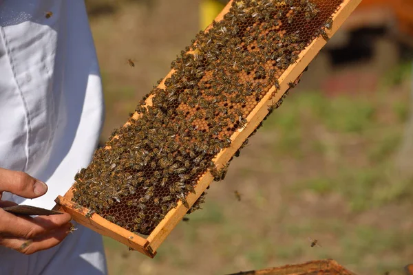 Biodlaren anläggning ram av honeycomb — Stockfoto