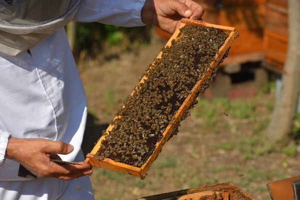 프레임 작업 꿀벌의 그룹 — 스톡 사진