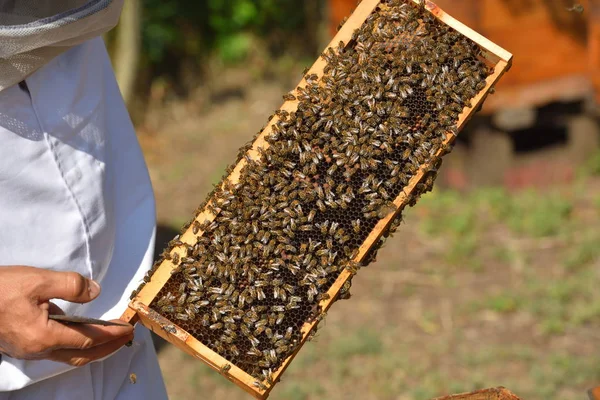Группа рабочих пчел на раме — стоковое фото