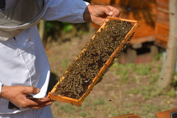Пчеловод держит раму из медового сота — стоковое фото