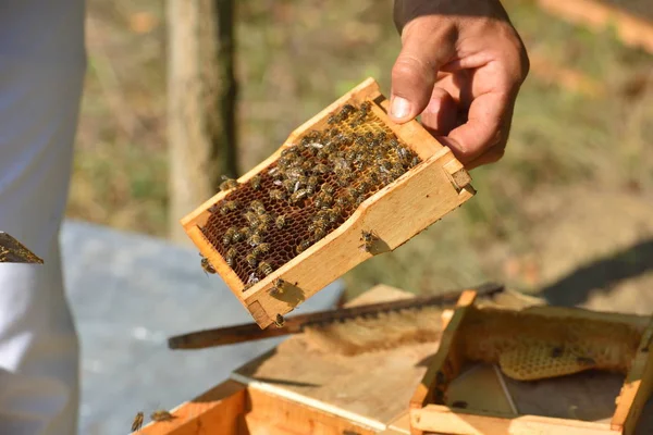 Biodlaren anläggning ram av honeycomb — Stockfoto