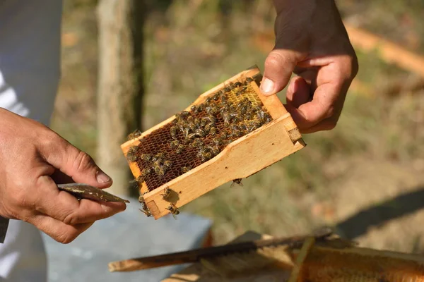 Beekeeper holding frame of honeycomb — Stock Photo, Image