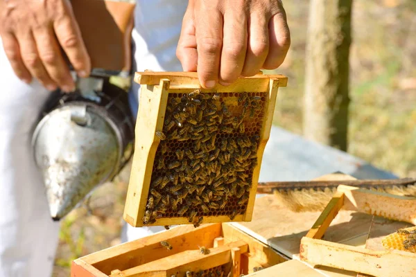 Pszczelarz gospodarstwa rama o strukturze plastra miodu — Zdjęcie stockowe