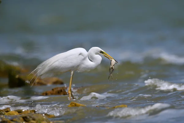 Gran pesca de garza blanca — Foto de Stock