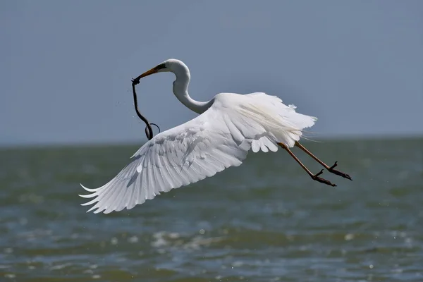 Big white egret fishing — Stock Photo, Image