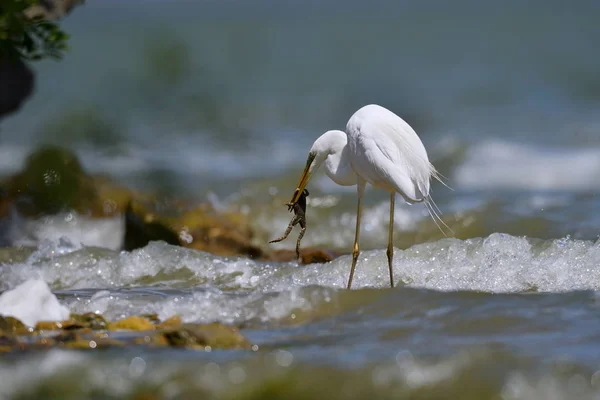 Grote witte zilverreiger Hengelsport — Stockfoto