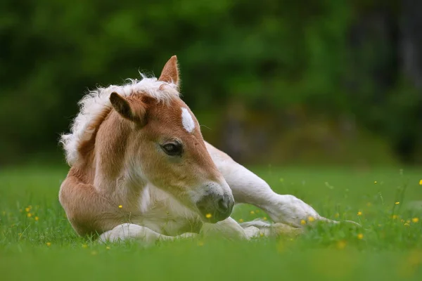 Jeune poulain mignon au repos — Photo