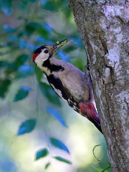 Middle Spotted Woodpecker — Stock Photo, Image