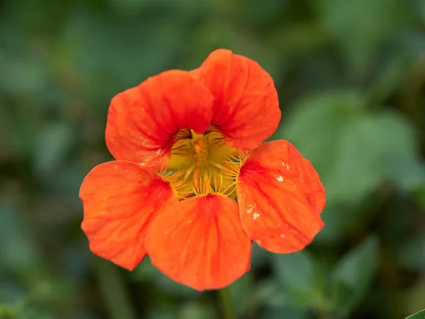 Flor de primavera vermelha — Fotografia de Stock