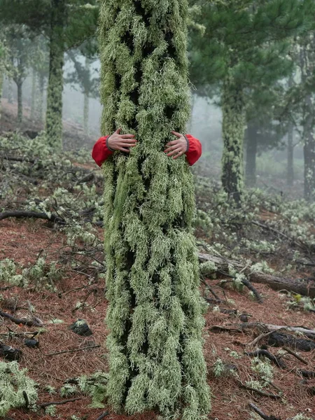 Young woman exploring stunning autumn foggy forest in the mounta — Stock Photo, Image