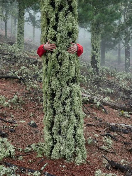 Mujer joven explorando impresionante bosque de niebla de otoño en la montaña —  Fotos de Stock