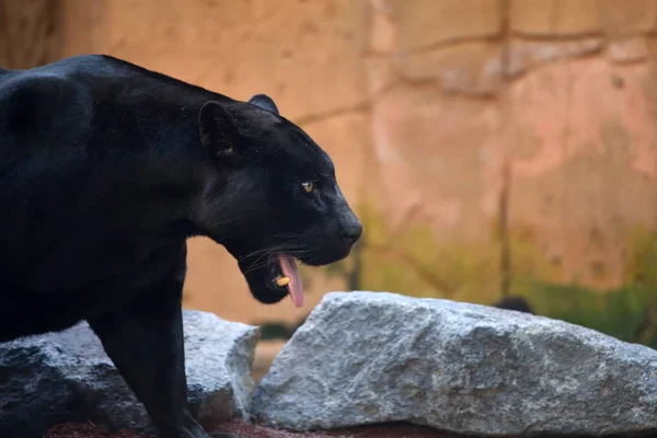 Black wild jaguar outdoors — Stock Photo, Image