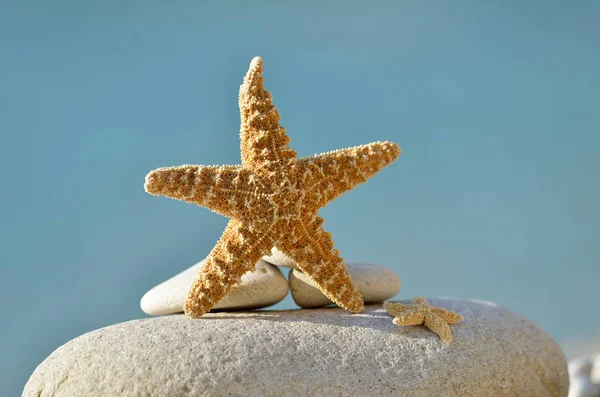 Starfish on beach at summer — Stock Photo, Image