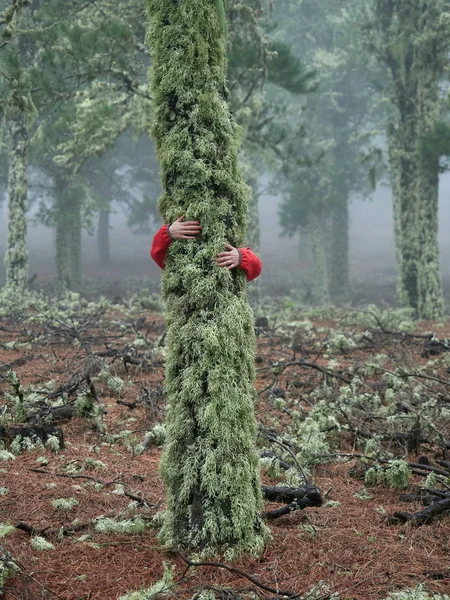 Genç kadın ormanda mounta sisli sonbahar çarpıcı keşfetmek Telifsiz Stok Fotoğraflar