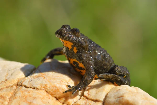 Rana en hábitat natural — Foto de Stock